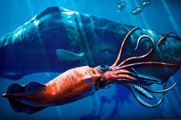 Kraken актуальное