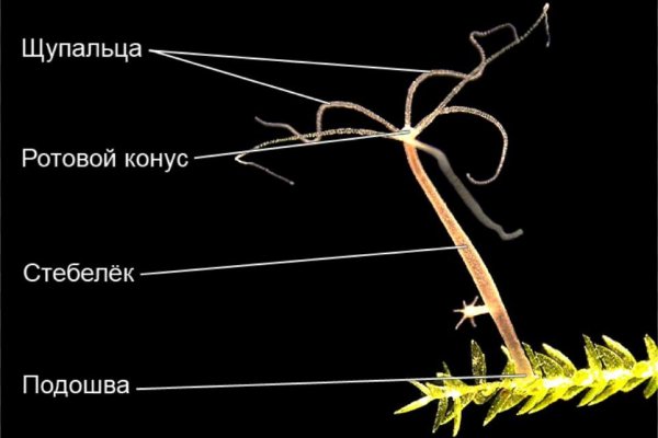 Kraken 17at сайт